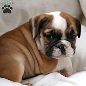 Janita, English Bulldog Puppy